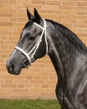 Race Head Bridle & Cavesson Noseband, Brass Buckles - Markey