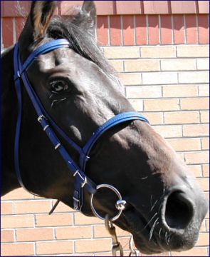 Race Head BIOTHANE Bridle & Cavesson Noseband, SS Buckles
